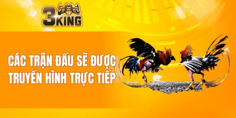 Đá Gà 3KING 4 Các trận đấu sẽ được truyền hình trực tiếp