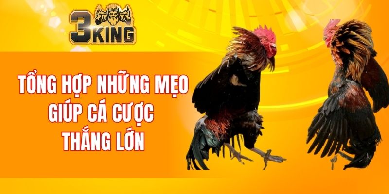Nổ Hũ 88 - Tựa Game Đổi Thưởng Chất Lượng Nhất Năm 2025 7 Tổng hợp những mẹo giúp cá cược thắng lớn