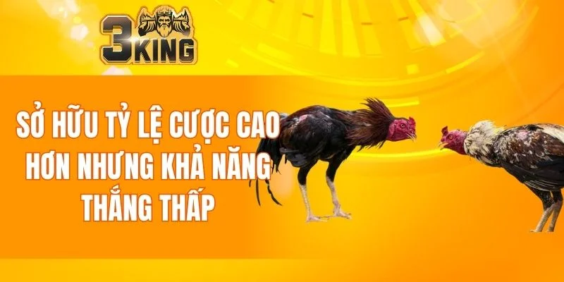 Đá Gà 3KING 6 Tỷ lệ cược cao hơn nhưng khả năng thắng thấp